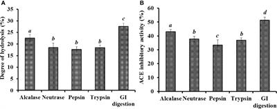 Isolation, identification, molecular docking analysis, and cytoprotection of seven novel angiotensin I-converting enzyme inhibitory peptides from miiuy croaker byproducts-swim bladders